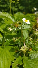 Fragaria