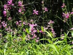 Physostegia purpurea