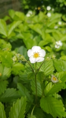 Fragaria