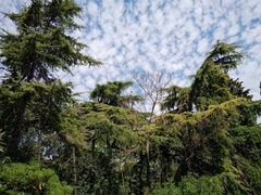 Cedrus