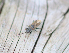 Peritrechus geniculatus