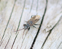 Peritrechus geniculatus