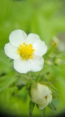Fragaria