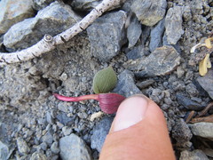 Claytonia obovata