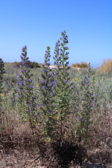 Echium gaditanum