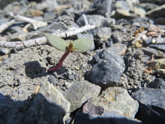 Claytonia obovata