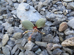 Claytonia obovata