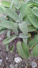 Salvia