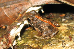 Phrynobatrachus