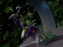 Aquilegia atrata