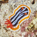 Magnificent Chromodoris - Photo (c) Jean-Paul Cassez, some rights reserved (CC BY-NC), uploaded by Jean-Paul Cassez