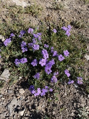 Glandularia pubera