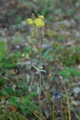 Bupleurum americanum