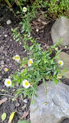 Erigeron karvinskianus