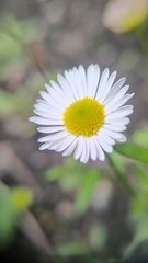 Erigeron karvinskianus