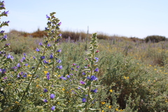 Echium gaditanum