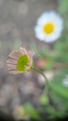 Erigeron karvinskianus