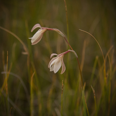 Hesperantha radiata