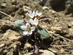 Claytonia obovata