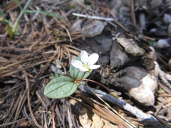 Claytonia obovata