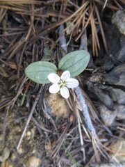 Claytonia obovata