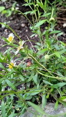 Erigeron karvinskianus