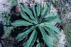 Echium gaditanum