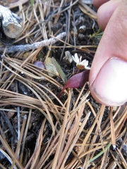 Claytonia obovata
