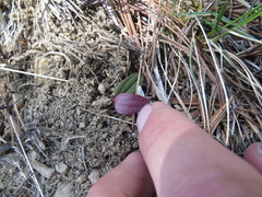 Claytonia obovata