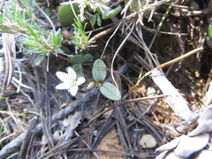 Claytonia obovata
