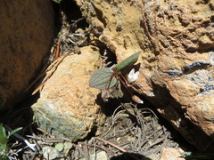 Claytonia obovata