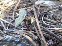 Claytonia obovata