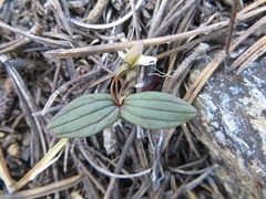 Claytonia obovata