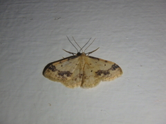 Idaea trigeminata
