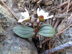 Claytonia obovata