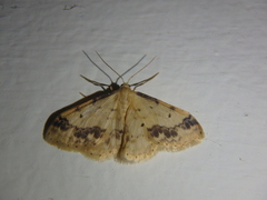Idaea trigeminata