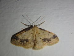 Idaea trigeminata