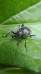 Coleoptera