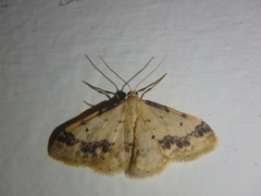 Idaea trigeminata