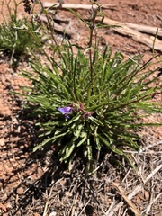 Penstemon pinorum