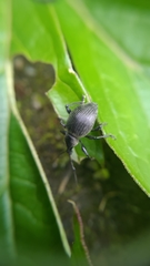 Coleoptera