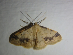Idaea trigeminata