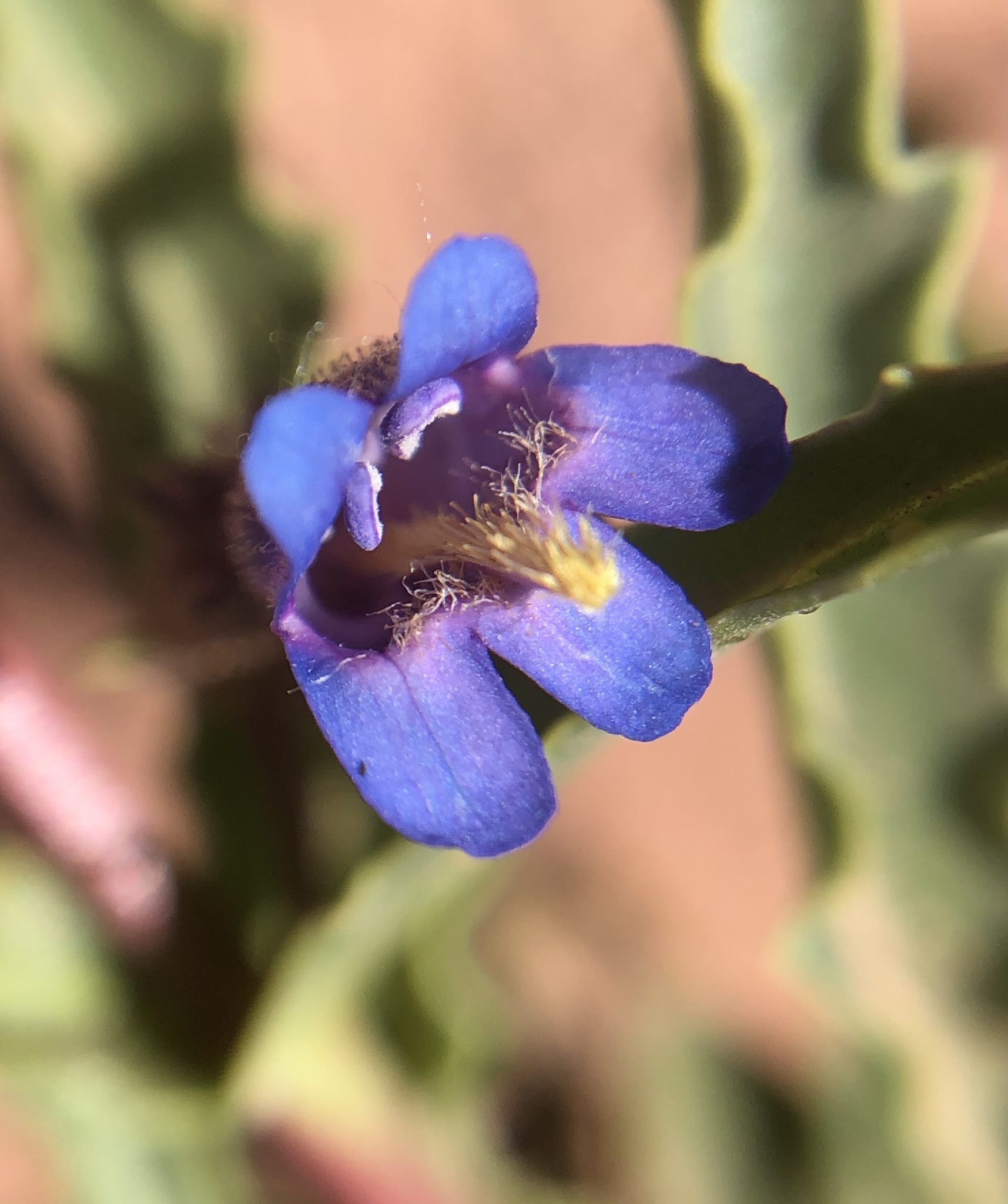 Penstemon pinorum