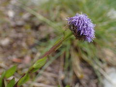 Globularia bisnagarica