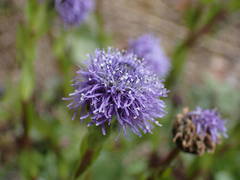 Globularia bisnagarica