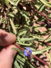 Penstemon pinorum