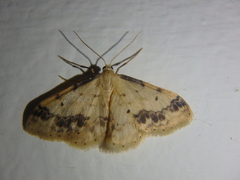 Idaea trigeminata