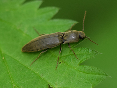 Agriotes pilosellus