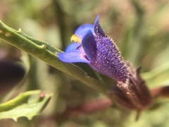 Penstemon pinorum