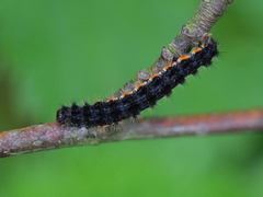 Eilema lurideola